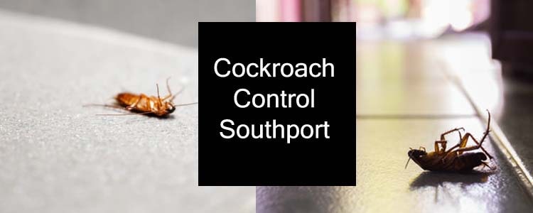 Cockroach Control Southport