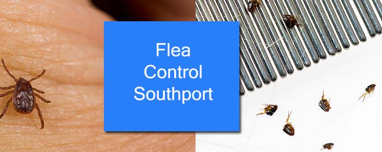 Flea Control Southport